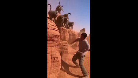 Man vs Gorilla: Shocking Jungle Encounter! 🐒🔥" #AfricanForest #ManVsGorilla #WildlifeEncounter