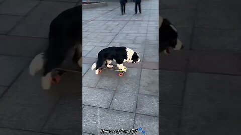 The Funniest Animal Clips on the Internet!