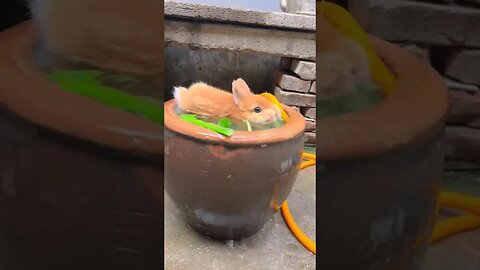 The weather is too hot, the little rabbit takes a bath to cool down. Cute pet debut plan. Rabbit