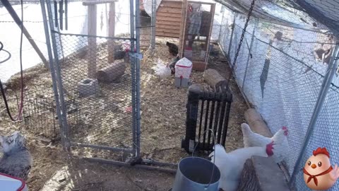 Chicken Live Stream