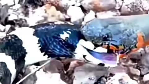 Deadly Battle Between Two Venomous Snakes!