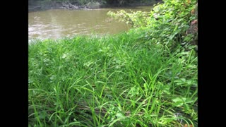 Along The River Sedge July 2024