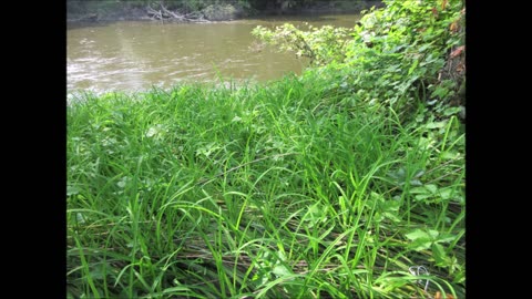 Along The River Sedge July 2024