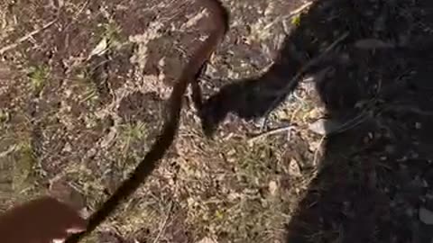 Snake