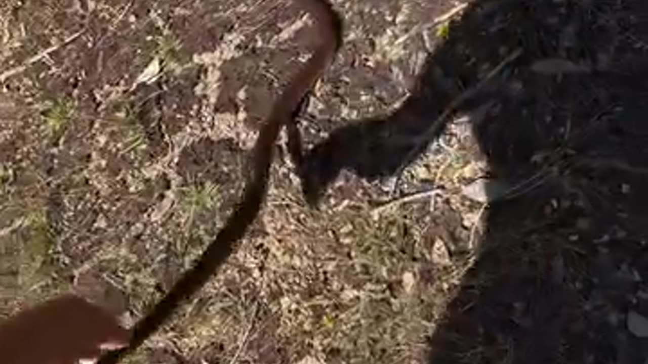 Snake
