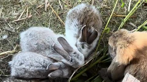 omringad av kaniner kaos av fluff