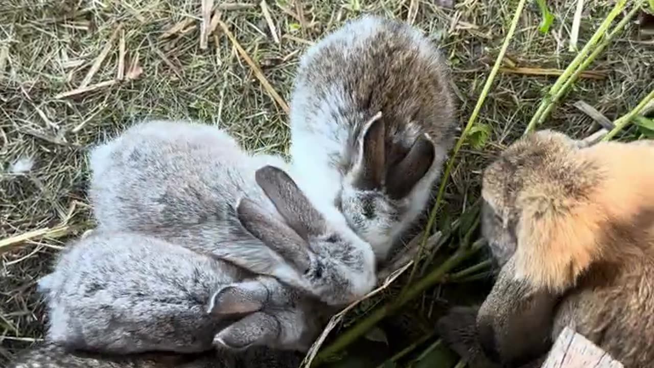 omringad av kaniner kaos av fluff