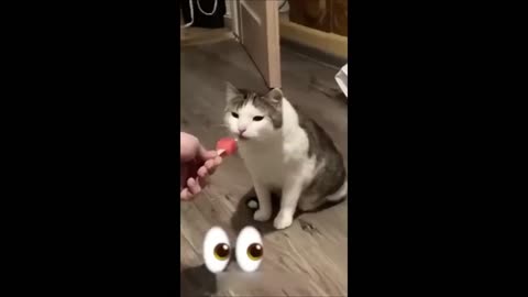 Funny cat video