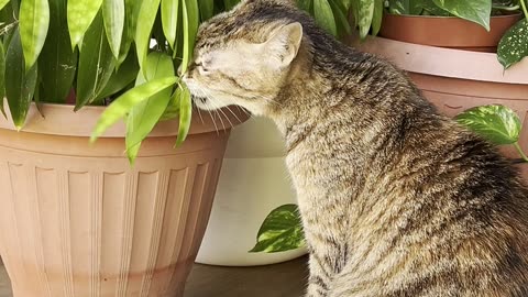 Singapore cat