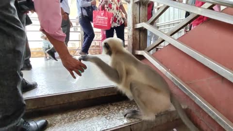 Abandoned and lost langur monkey near metro station was super thirsty