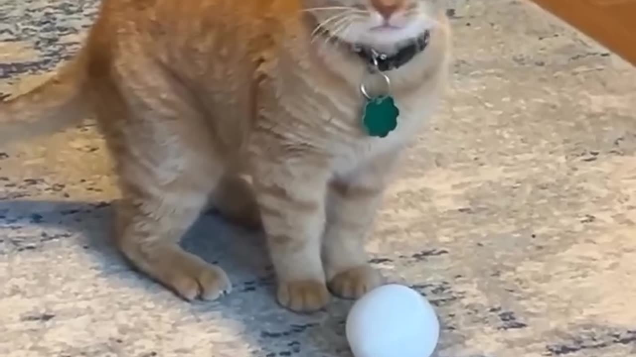 copy cat