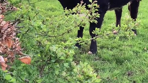 3 Datos alucinantes sobre las vacas