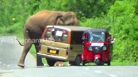 The Horrific Accident Happened When a Foreign Couple Was Photographing a Wild Elephant