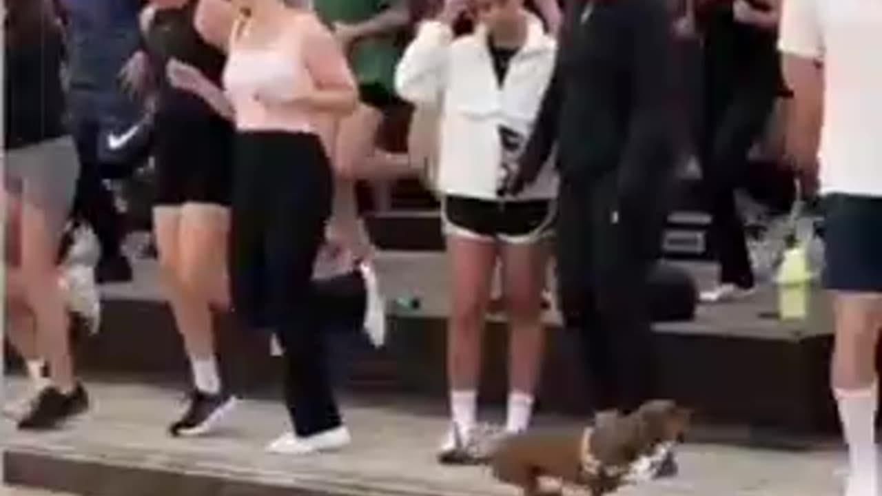 Funny Animals PT 04