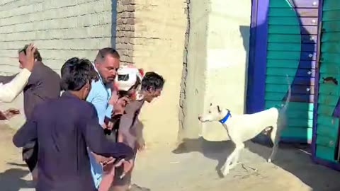 Wedding Baraat 😇😂🤣 | Funniest & Happiest Baraat Moments Ever 🎉💖