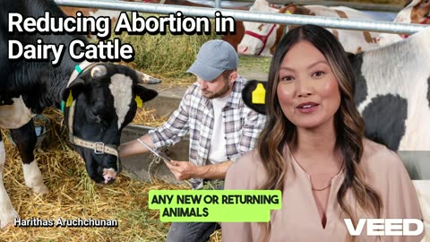 Essential Strategies to Reduce Dairy Cattle Abortions