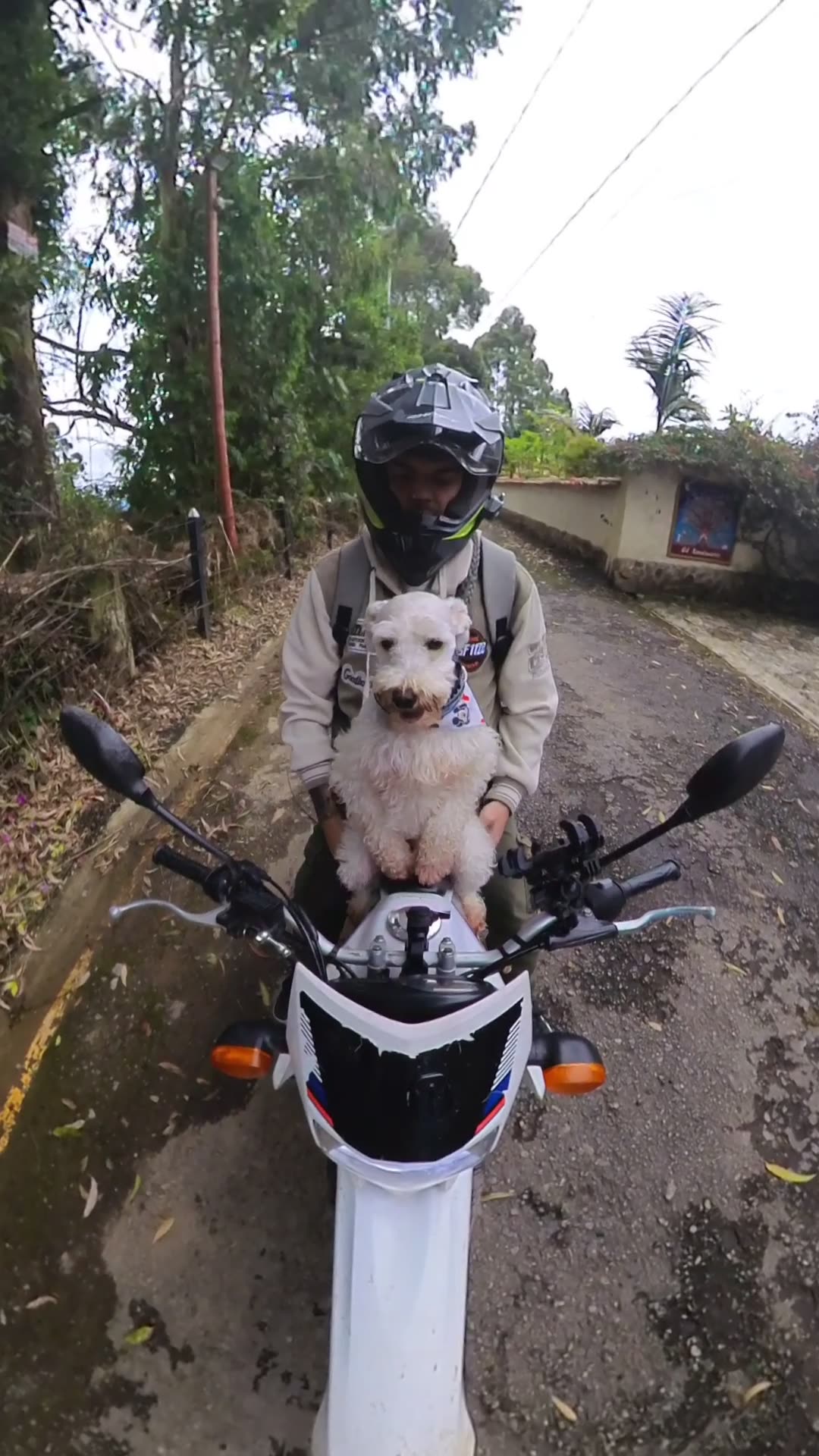Pup Begs For Motorcycle Ride With Dad
