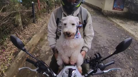 Pup Begs For Motorcycle Ride With Dad
