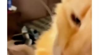 cats trying new tastes