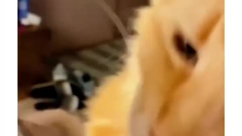 cats trying new tastes
