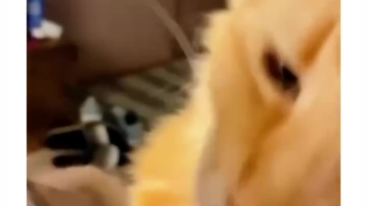 cats trying new tastes