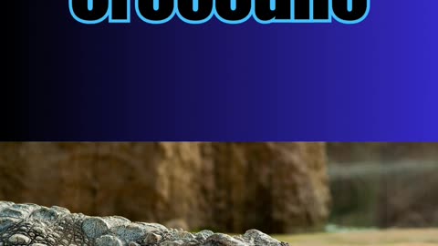 The Animal Quiz