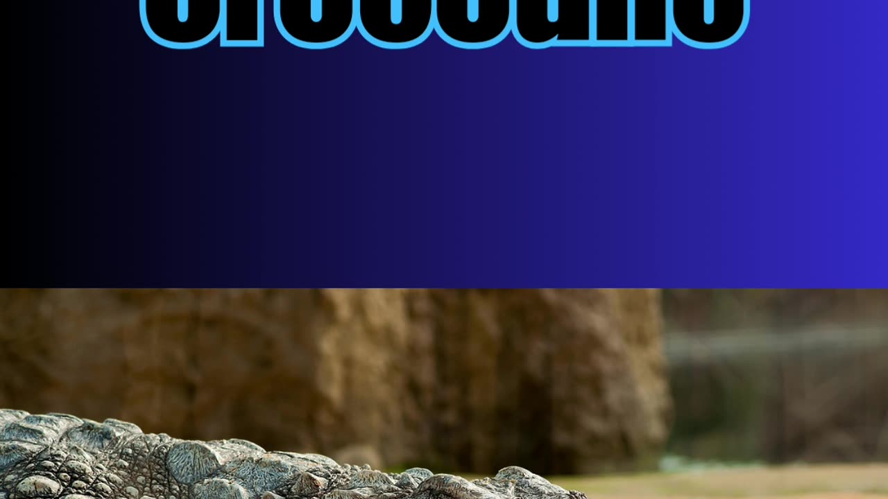 The Animal Quiz