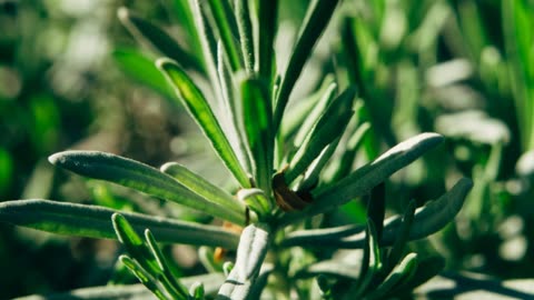 Astragalus: Ancient Herb for Modern Health (Ep. 12)