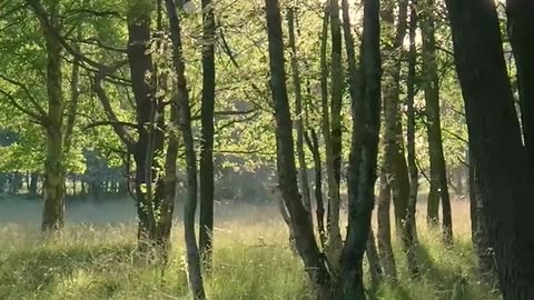 Daily Horoscope | Taurus 🌟