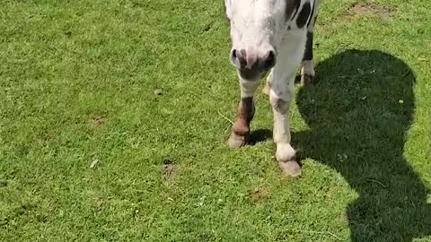 FUNNIEST Animal Videos