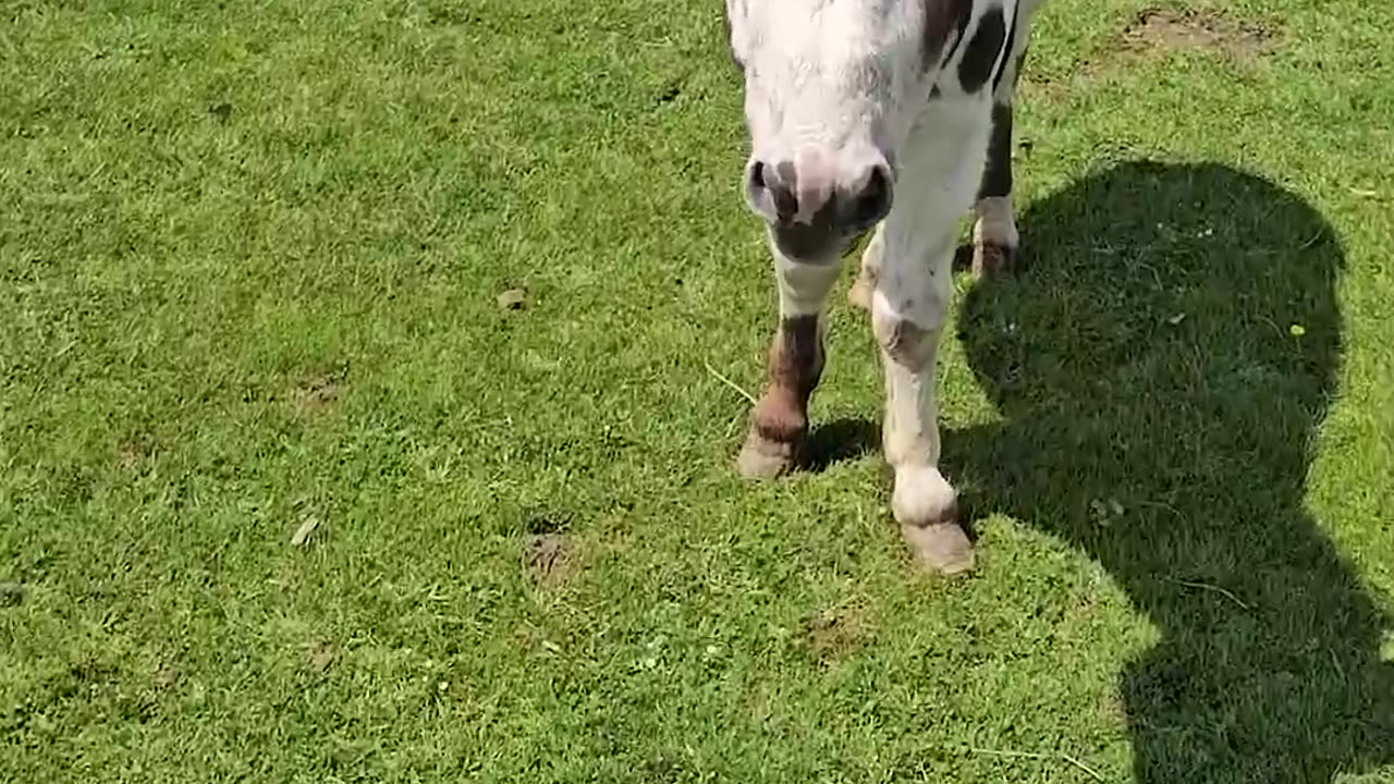 FUNNIEST Animal Videos