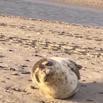 Me trying to flirt..