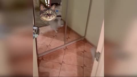 Funny Animal seri 23