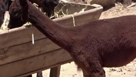 alpaca