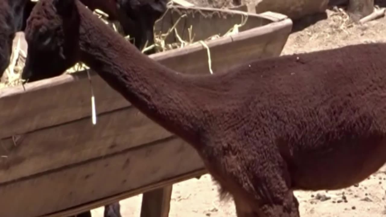 alpaca