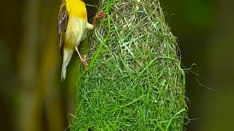 Beautiful bird nest