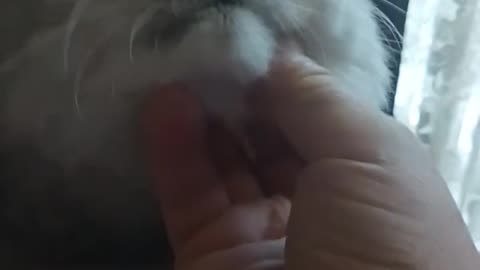 Cat's Reaction to Gentle chin Rub is Pure Bliss 😻💖