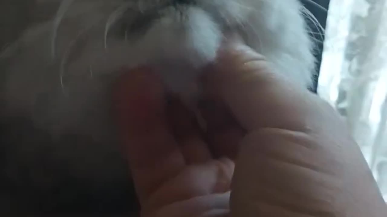 Cat's Reaction to Gentle chin Rub is Pure Bliss 😻💖