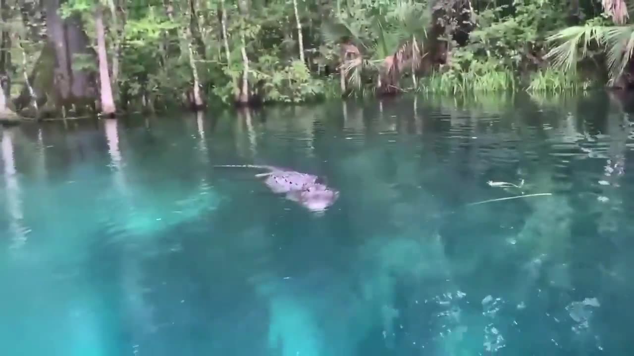 Meanwhile in Florida — Gator Just Wanted to Say Hello...