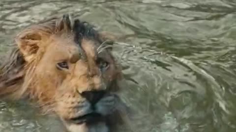 Mufasa 😍❤️ (Part - 10).....#reels #viralreels #reel #mufasa #animation #lastest #romantic #viralreel