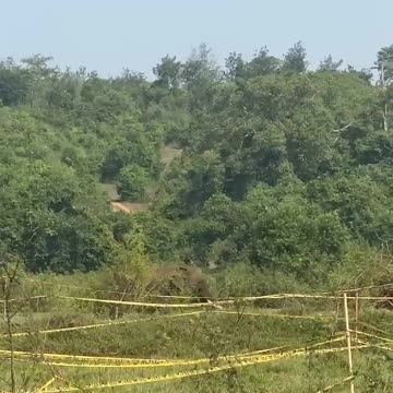 Elephant Attack toMan