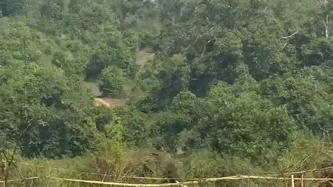 Elephant Attack toMan