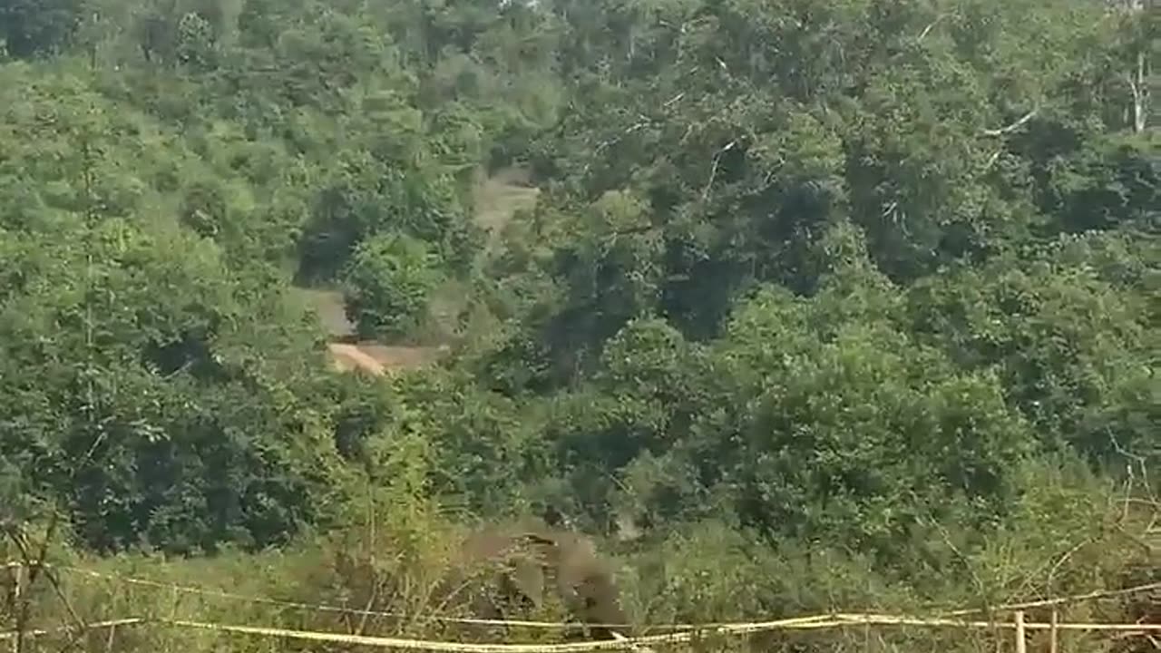 Elephant Attack toMan