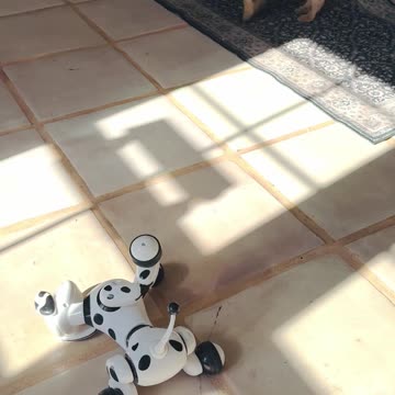 Yorkie afraid of robot dog