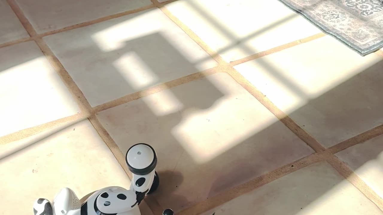 Yorkie afraid of robot dog