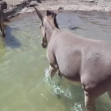Somali donkey