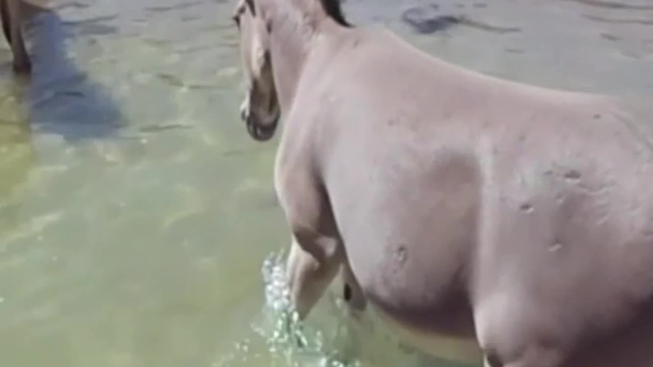 Somali donkey