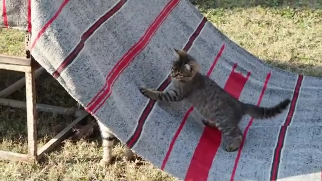 Funny Cat Animal Video 2025 3