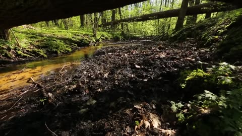 The Forest’s Story: Beauty, Life, and Abundance of Nature
