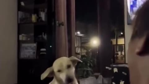😂🐶 Don't Stare! This Pup's Shy Bark Will Make You Smile | FunFM